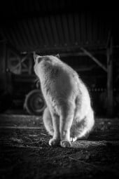 L’Œil de la photographie met en avant les fabuleux félins de Mélani Le Bris !
